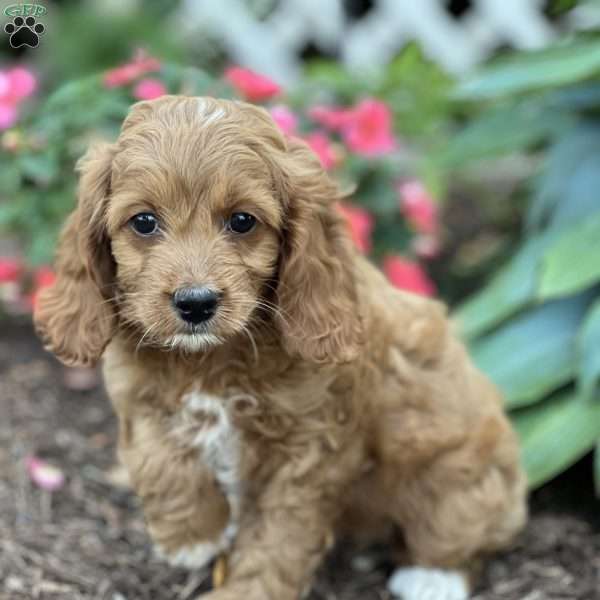 Skittles, Cockapoo Puppy