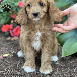 Skittles, Cockapoo Puppy
