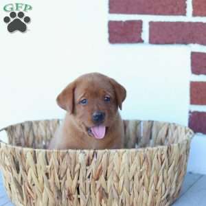 Bailey, Fox Red Labrador Retriever Puppy