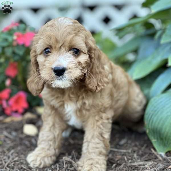 Sundae, Cockapoo Puppy