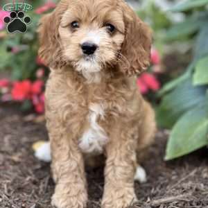 Sundae, Cockapoo Puppy