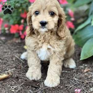 Shortcake, Cockapoo Puppy