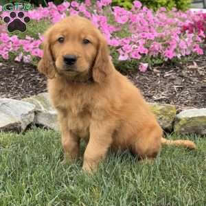 Jagger, Golden Retriever Puppy