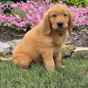 Jagger, Golden Retriever Puppy