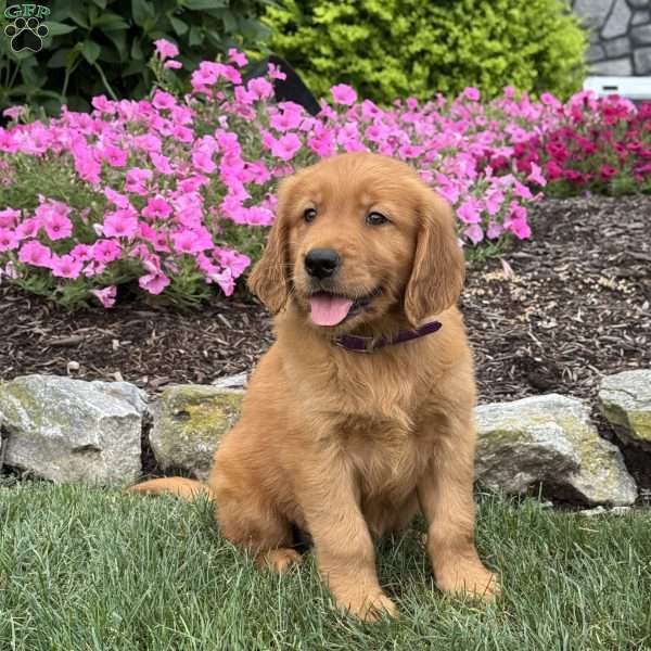Jagger, Golden Retriever Puppy