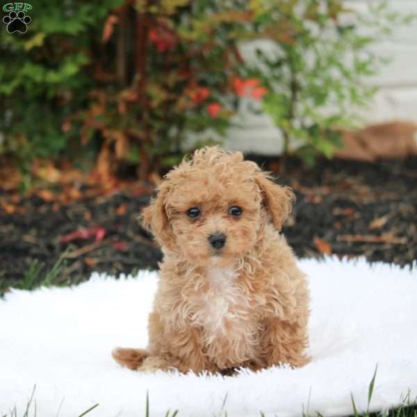 Pudge, Bich-Poo Puppy