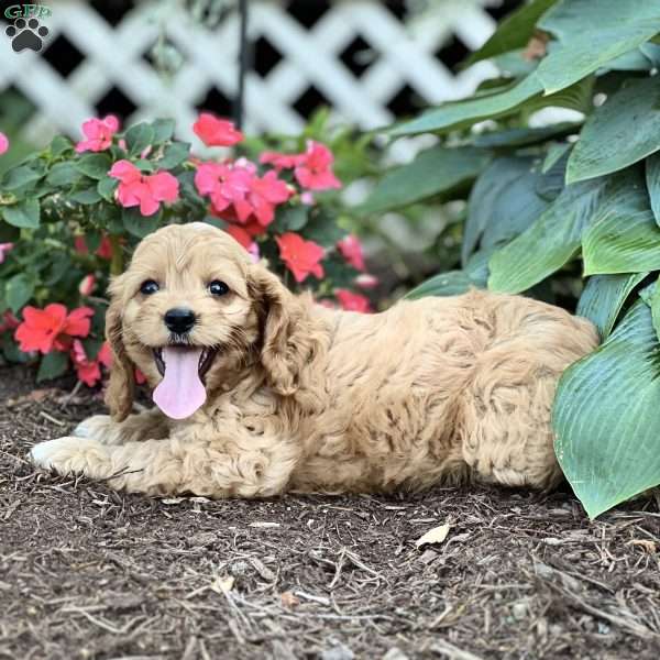 Shortcake, Cockapoo Puppy