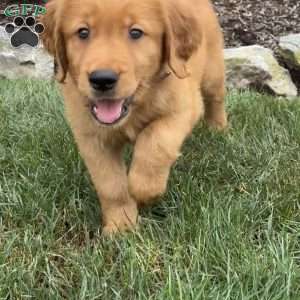 Jagger, Golden Retriever Puppy