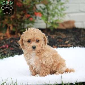 Pudge, Bich-Poo Puppy