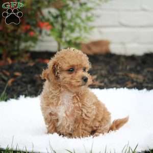 Pudge, Bich-Poo Puppy