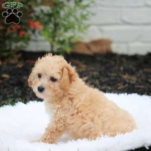 Paddles, Bich-Poo Puppy