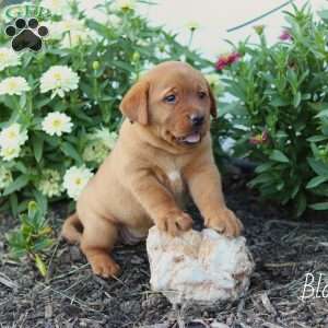 Blossom, Fox Red Labrador Retriever Puppy