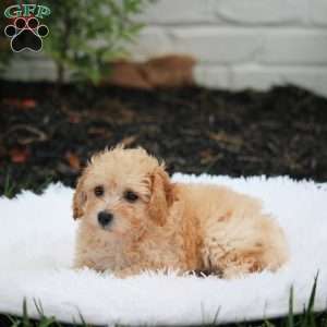 Paddles, Bich-Poo Puppy