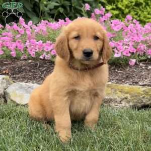 Joline, Golden Retriever Puppy