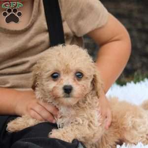 Peanut, Bich-Poo Puppy
