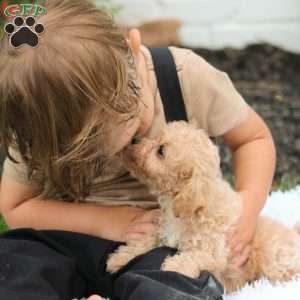 Peanut, Bich-Poo Puppy
