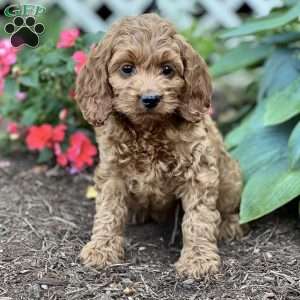 Sasha, Cockapoo Puppy