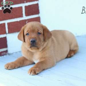 Bruno, Fox Red Labrador Retriever Puppy