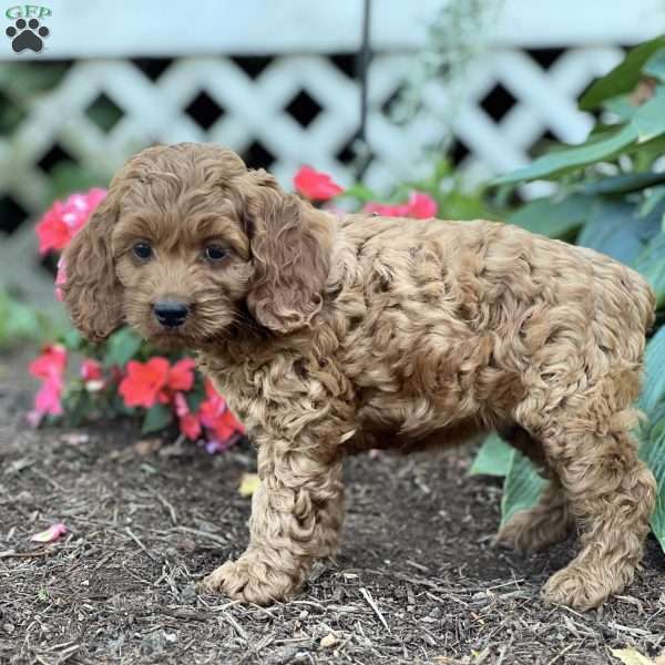 Sasha, Cockapoo Puppy