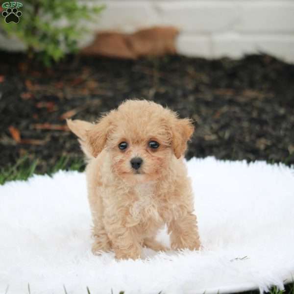 Peanut, Bich-Poo Puppy