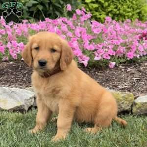 Joline, Golden Retriever Puppy