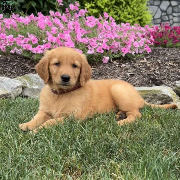 Joline, Golden Retriever Puppy
