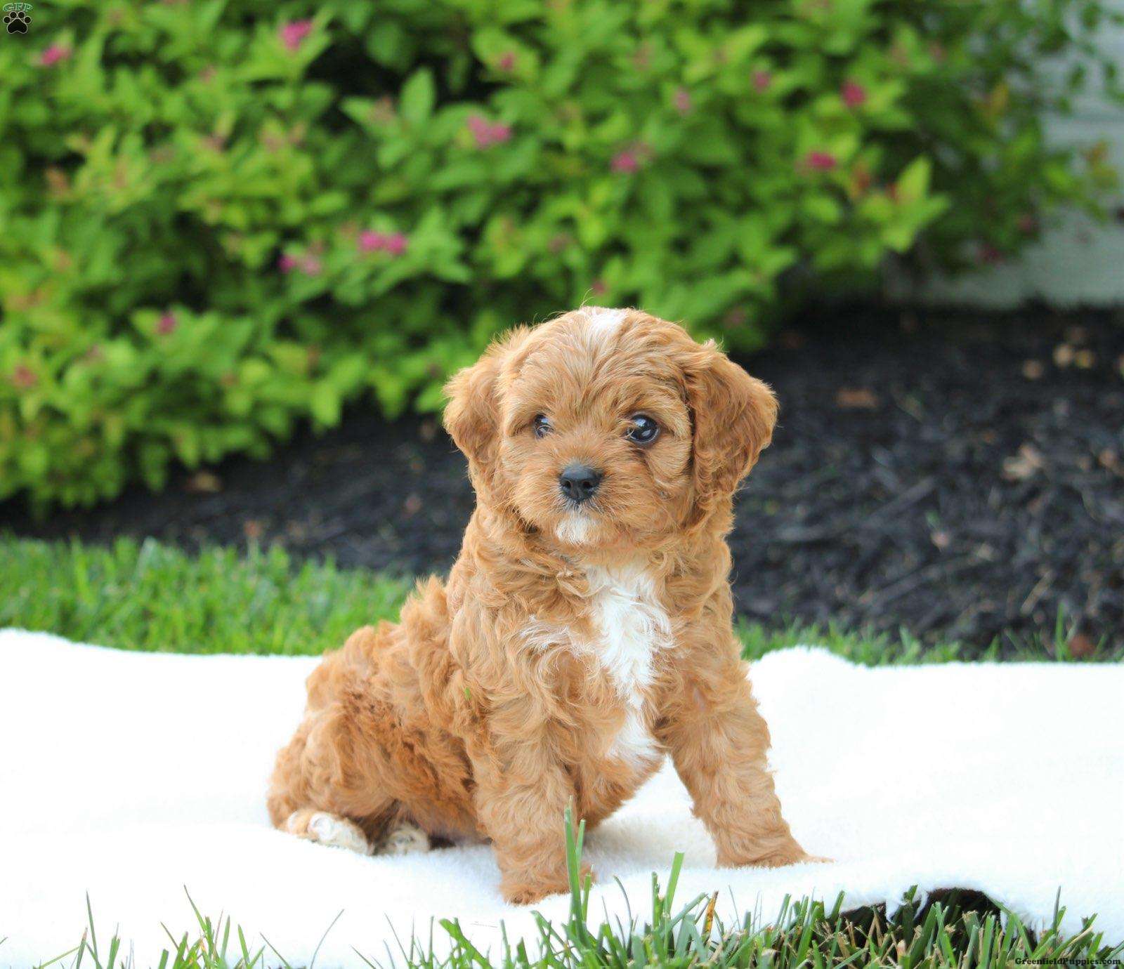 Walter - Cavapoo Puppy For Sale in Pennsylvania