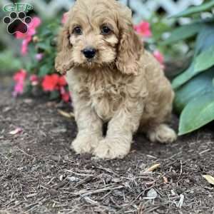 Soren, Cockapoo Puppy