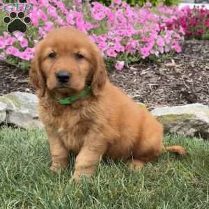 Jax, Golden Retriever Puppy
