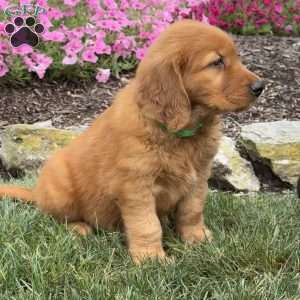 Jax, Golden Retriever Puppy