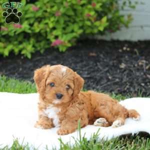 Walter, Cavapoo Puppy
