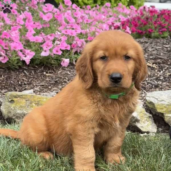 Jax, Golden Retriever Puppy