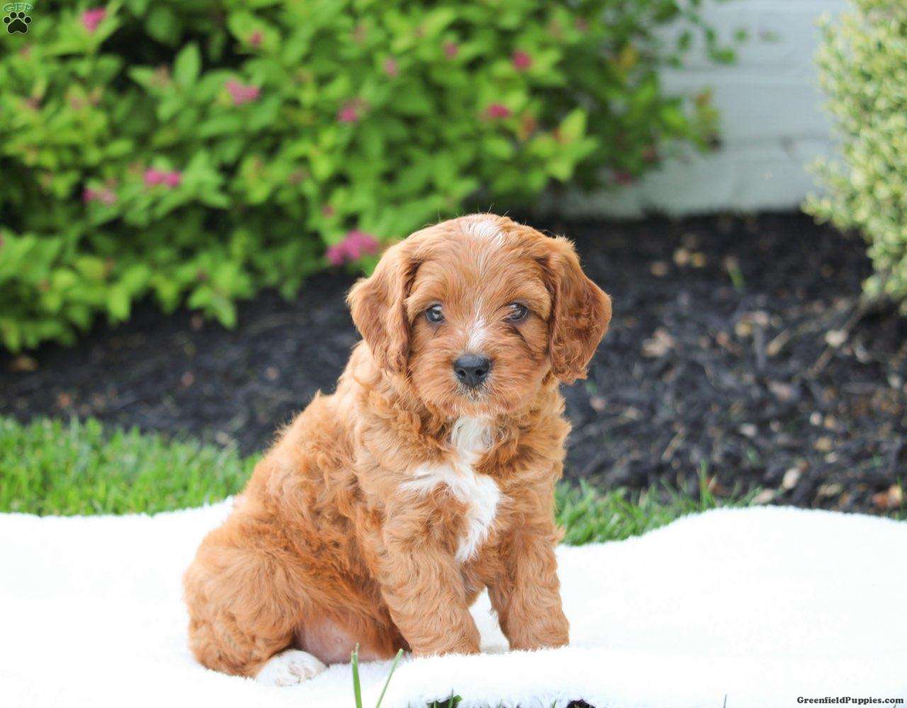 Wesley - Cavapoo Puppy For Sale in Pennsylvania