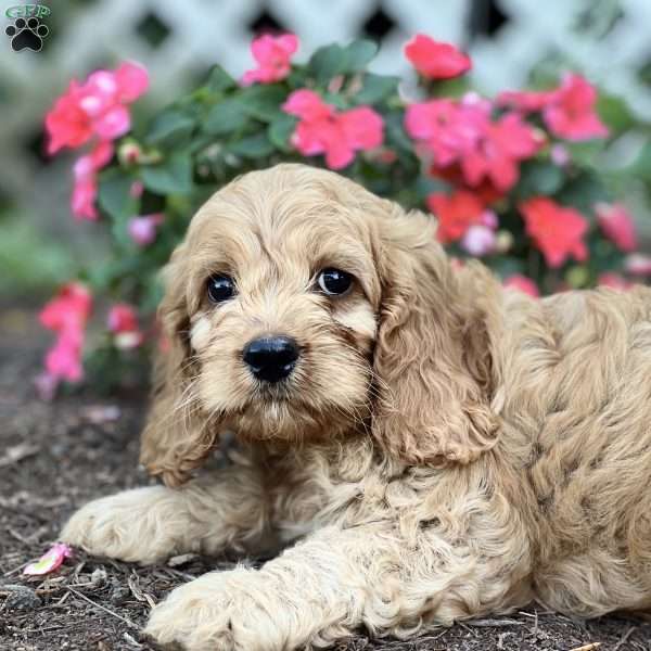 Soren, Cockapoo Puppy