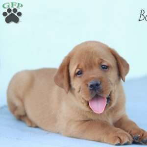 Boomer, Fox Red Labrador Retriever Puppy