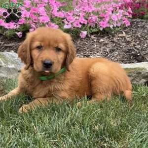 Jax, Golden Retriever Puppy
