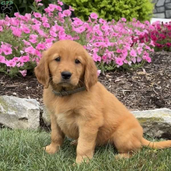 Jessica, Golden Retriever Puppy