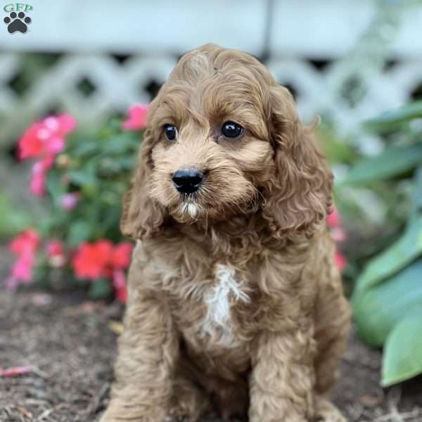 Stevie, Cockapoo Puppy