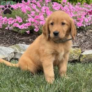 Jessica, Golden Retriever Puppy