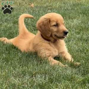 Joline, Golden Retriever Puppy