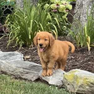 Joline, Golden Retriever Puppy