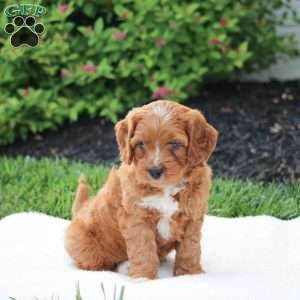 Wesley, Cavapoo Puppy