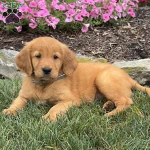Jessica, Golden Retriever Puppy
