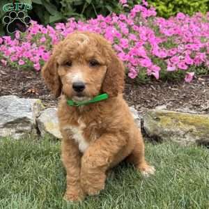 Dash, Goldendoodle Puppy