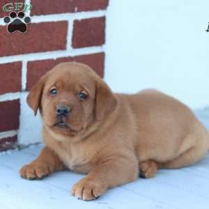 Blaze, Fox Red Labrador Retriever Puppy