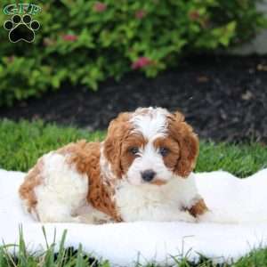 Winnie, Cavapoo Puppy