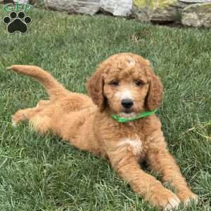 Dash, Goldendoodle Puppy