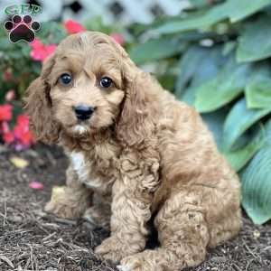 Stevie, Cockapoo Puppy