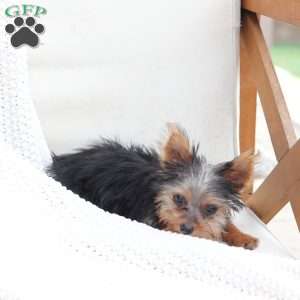 Daisy, Yorkie Puppy