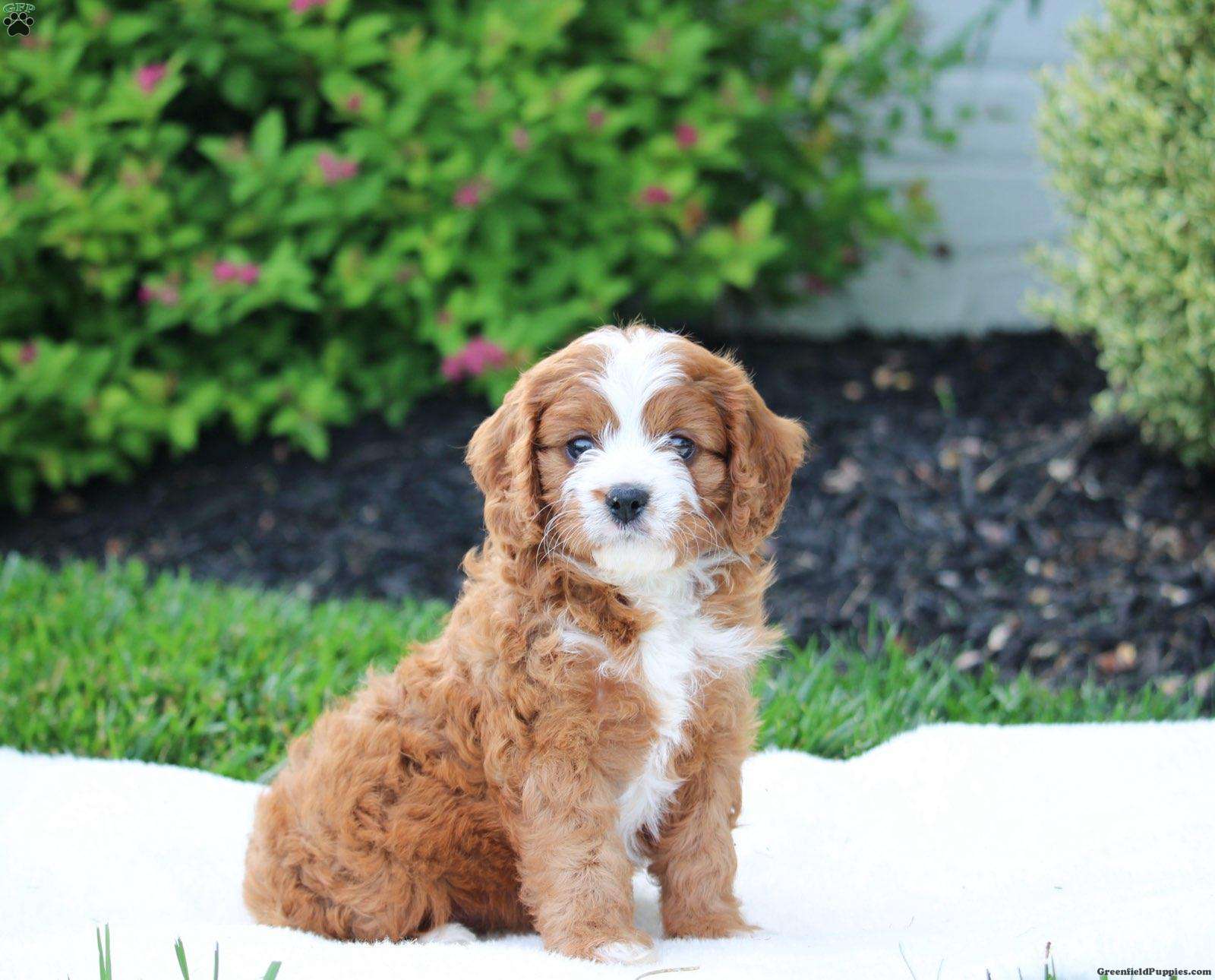 Willow - Cavapoo Puppy For Sale in Pennsylvania